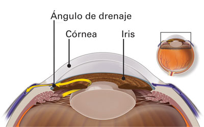 En un ojo sano, el fluido que sale hacia afuera a través del ángulo de drenaje mantiene una presión estable.